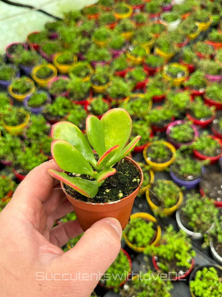 Crassula ovata 'Sunset' - bunte Sukkulente - Steckling oder Vermehrungsblatt