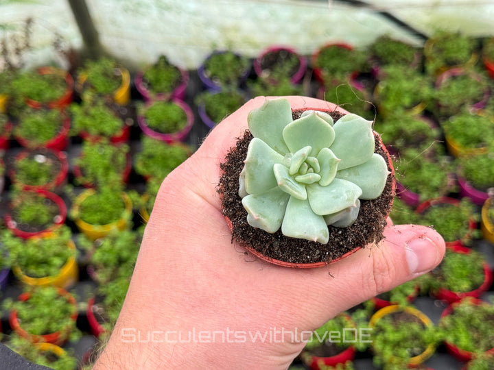 Echeveria 'Super Milk' - schöne und sehr seltene Sukkulente - Pflanze * Korea Import