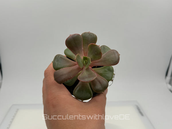 Echeveria 'Mont' - sehr seltene und schöne Sukkulente - Vermehrungsblatt oder Pflanze