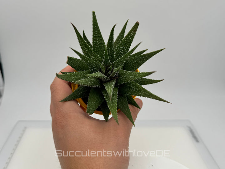 Haworthia - schöne große Sukkulente - Pflanze