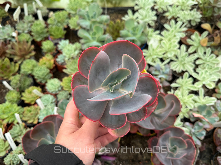 Echeveria 'Purpose Rose' - schöne und seltene Sukkulente - Sukkulente - Pflanze * Korea Import *