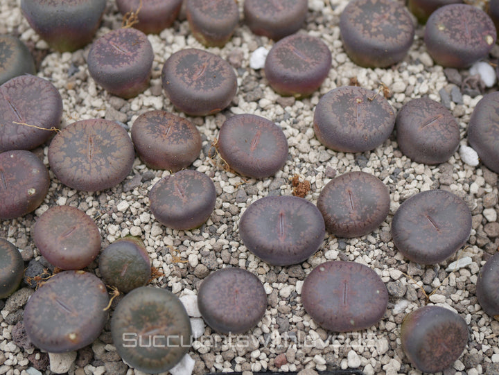 Lithops Aucampiae 'Firebrand' | Lithops Living Stone | Lebender Stein