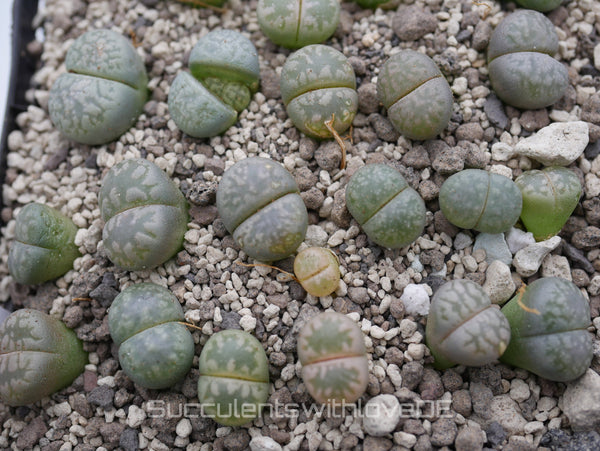 Lithops marmorata v. elisae C252 | Lithops Living Stone | Lebender Stein