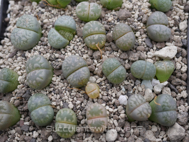 Lithops marmorata v. elisae C252 | Lithops Living Stone | Lebender Stein