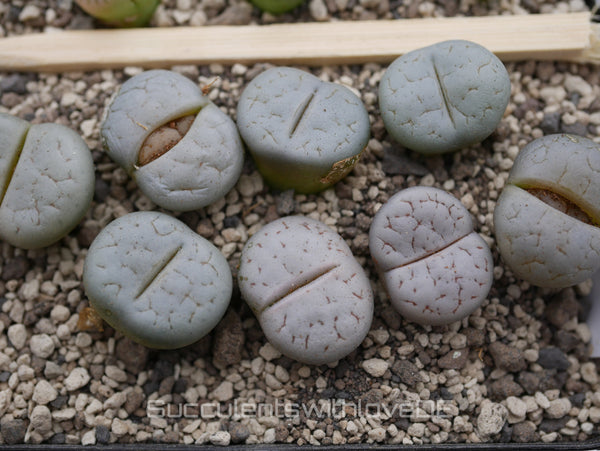 Lithops gracilidelineata C367 | Lithops Living Stone | Lebender Stein