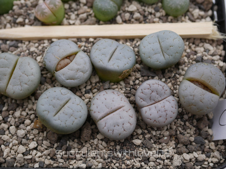 Lithops gracilidelineata C367 | Lithops Living Stone | Lebender Stein