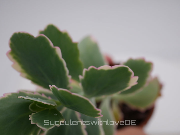 Kalanchoe fedtschenkoi variegata - Sukkulente - 5,5cm Topf