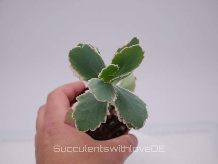 Kalanchoe fedtschenkoi variegata - Sukkulente - 5,5cm Topf