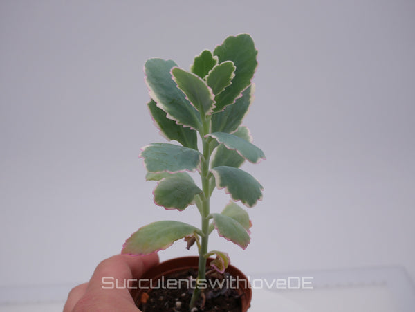 Kalanchoe fedtschenkoi variegata - Sukkulente - 5,5cm Topf