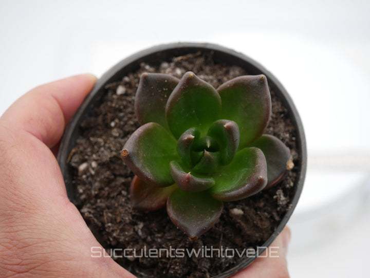 Echeveria 'Black Knight' - schöne und seltene Sukkulente - dunkle Sukkulente - Vermehrungsblatt oder Pflanze