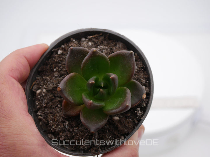 Echeveria 'Black Knight' - schöne und seltene Sukkulente - dunkle Sukkulente - Vermehrungsblatt oder Pflanze