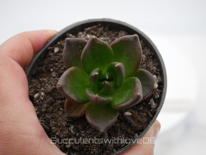 Echeveria 'Black Knight' - schöne und seltene Sukkulente - dunkle Sukkulente - Vermehrungsblatt oder Pflanze