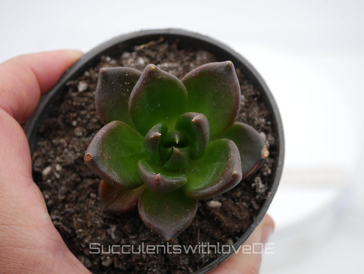 Echeveria 'Black Knight' - schöne und seltene Sukkulente - dunkle Sukkulente - Vermehrungsblatt oder Pflanze