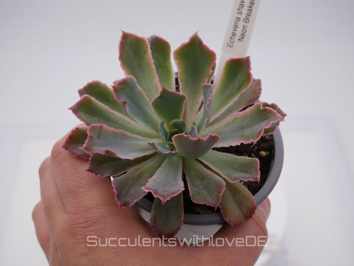 Echeveria 'Neon Breaker' - seltene Sukkulente - Vermehrungsblatt oder Pflanze