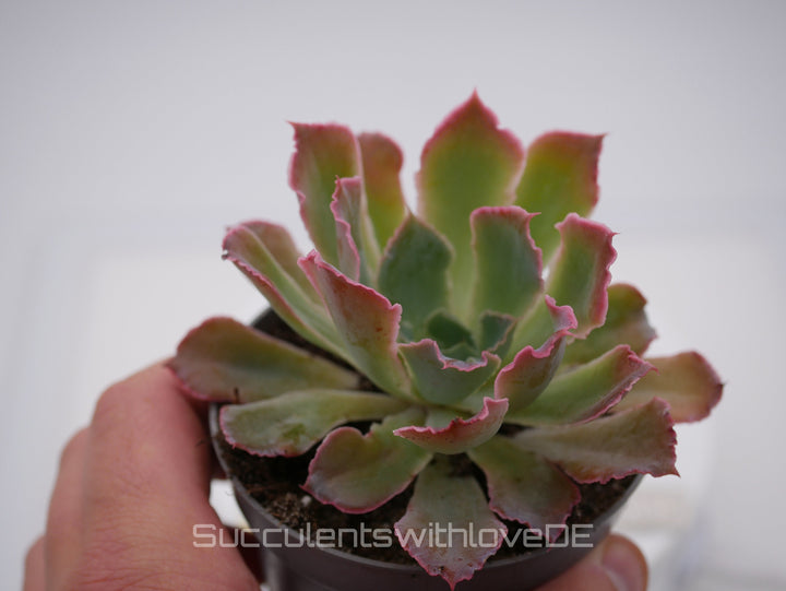 Echeveria shaviana 'Pink Frills' - seltene Sukkulente - Vermehrungsblatt oder Pflanze