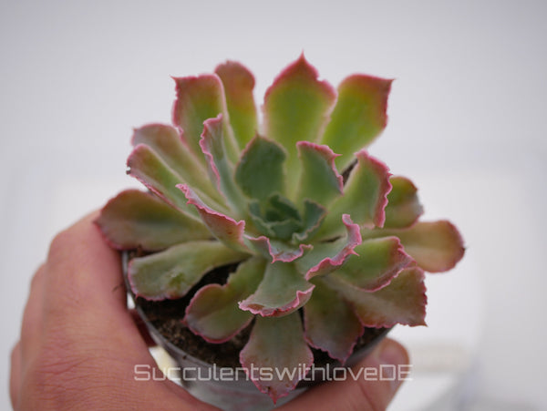 Echeveria shaviana 'Pink Frills' - seltene Sukkulente - Vermehrungsblatt oder Pflanze