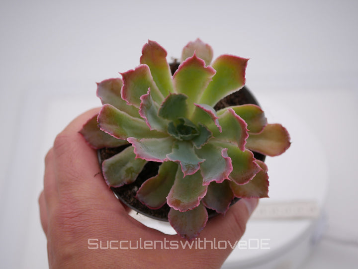 Echeveria shaviana 'Pink Frills' - seltene Sukkulente - Vermehrungsblatt oder Pflanze