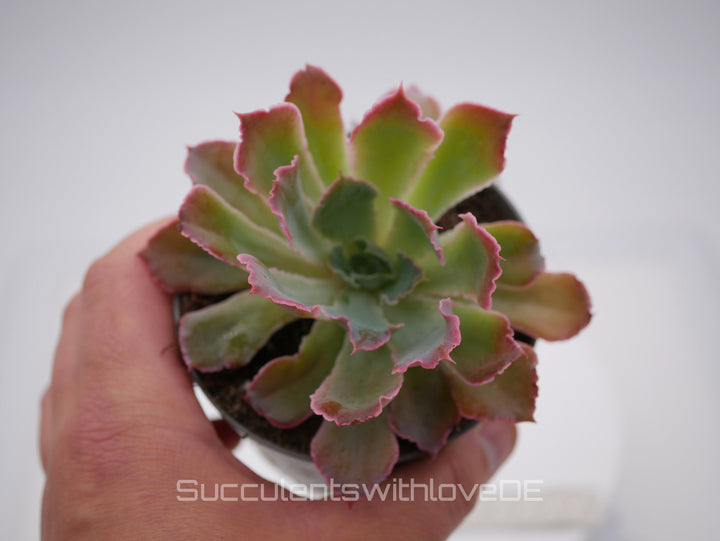 Echeveria shaviana 'Pink Frills' - seltene Sukkulente - Vermehrungsblatt oder Pflanze