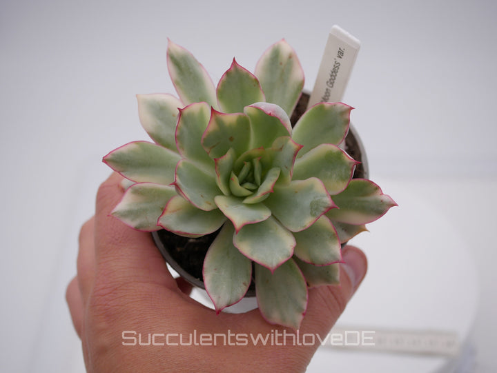 Echeveria 'Moon Goddess' variegated - schöne und sehr seltene Sukkulente - Pflanze * Korea Import *