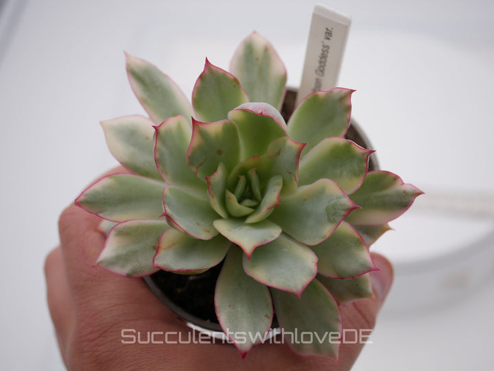 Echeveria 'Moon Goddess' / 'Esther' variegated - schöne und sehr seltene Sukkulente - Pflanze * Korea Import *