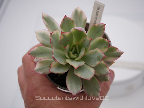 Echeveria 'Moon Goddess' variegated - schöne und sehr seltene Sukkulente - Pflanze * Korea Import *