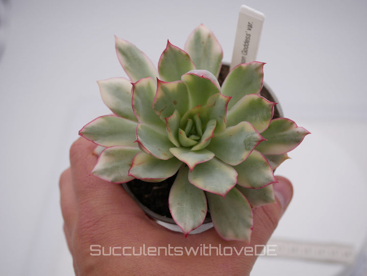 Echeveria 'Moon Goddess' variegated - schöne und sehr seltene Sukkulente - Pflanze * Korea Import *