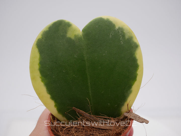 Hoya kerrii variegated - Herzpflanze - perfekt als Geschenk zum Valentinstag - Pflanze im 5,5 cm Topf