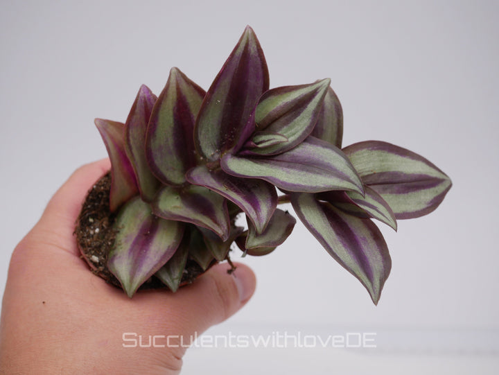 Tradescantia zebrina "Smit Silver Sicilian" - schöne Pflanze in grün und violett - Steckling oder Pflanze