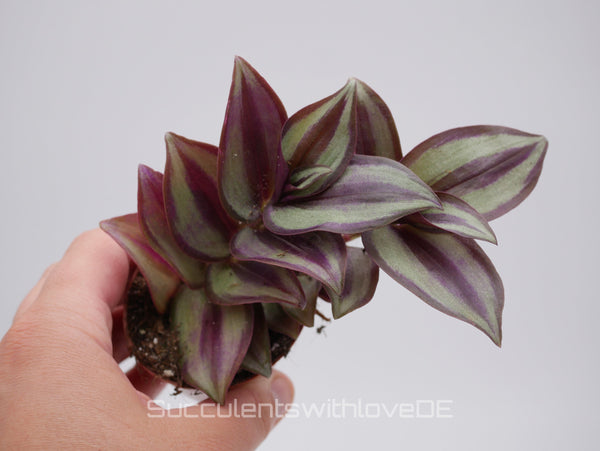 Tradescantia zebrina "Smit Silver Sicilian" - schöne Pflanze in grün und violett - Steckling oder Pflanze