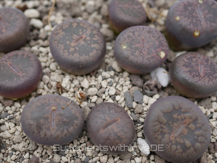 Lithops Aucampiae 'Firebrand' | Lithops Living Stone | Lebender Stein