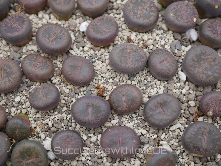 Lithops Aucampiae 'Firebrand' | Lithops Living Stone | Lebender Stein