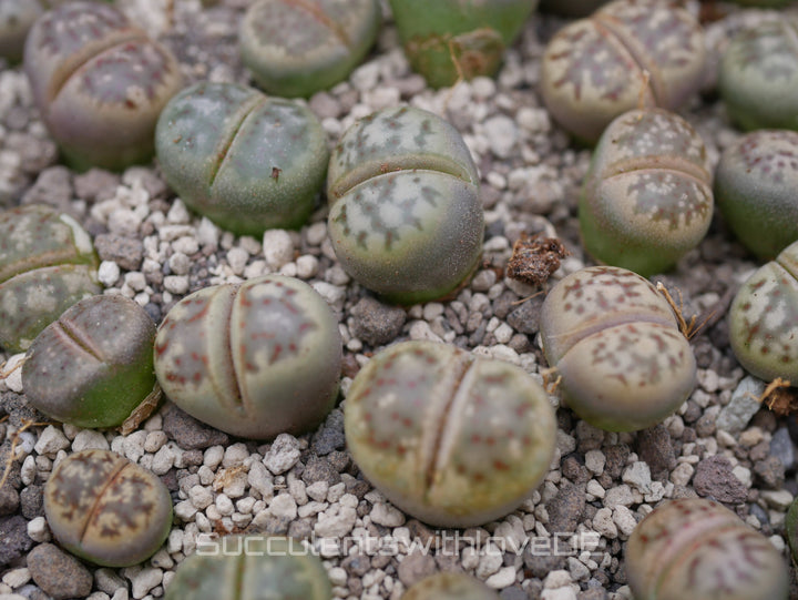 Lithops dorotheae C300 | Lithops Living Stone | Lebender Stein