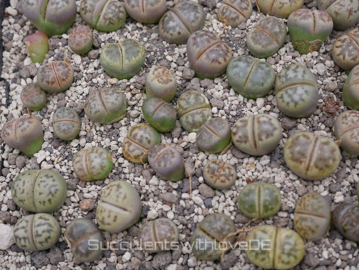 Lithops dorotheae C300 | Lithops Living Stone | Lebender Stein