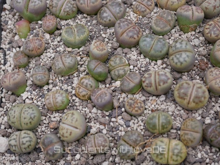 Lithops dorotheae C300 | Lithops Living Stone | Lebender Stein