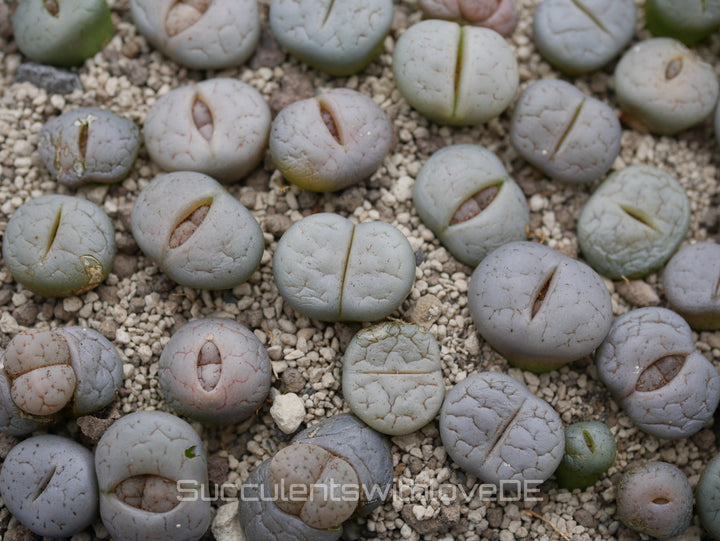 Lithops gracilidelineata C367 | Lithops Living Stone | Lebender Stein