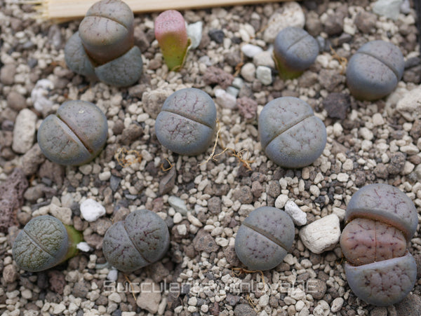 Lithops schwantesii var. urikosensis C075 | Lithops Living Stone | Lebender Stein