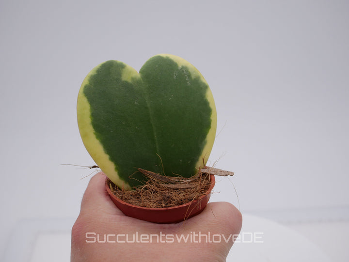 Hoya kerrii variegated - Herzpflanze - perfekt als Geschenk zum Valentinstag - Pflanze im 5,5 cm Topf