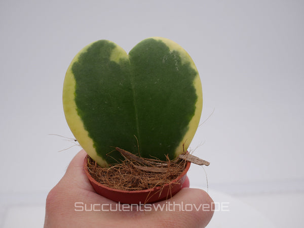 Hoya kerrii variegated - Herzpflanze - perfekt als Geschenk zum Valentinstag - Pflanze im 5,5 cm Topf