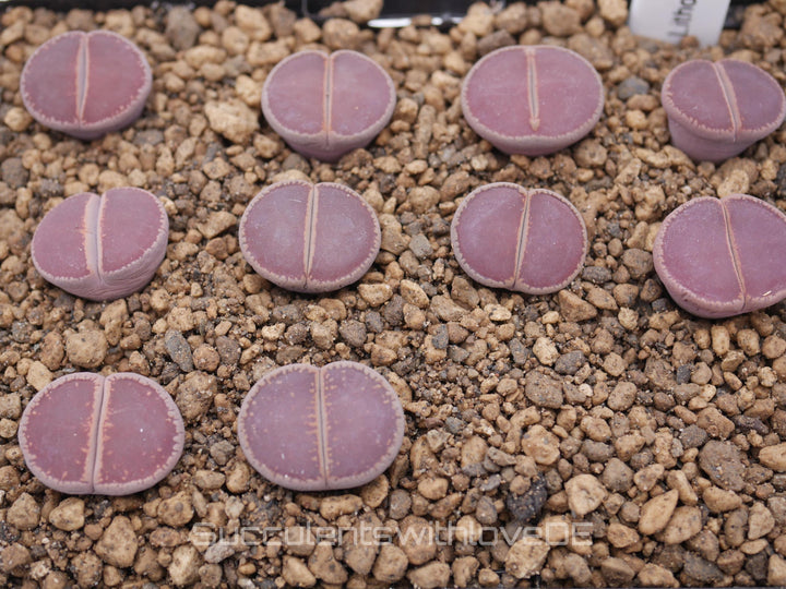 Lithops aucampiae ssp. aucampiae v. aucampiae from Kokerboom Nursery | Lithops Living Stone | Lebender Stein