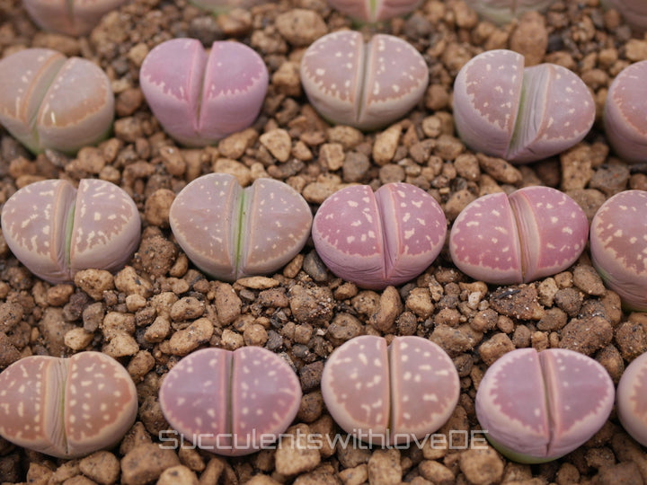 Lithops olivacea v. olivacea | pink & orange Lithops | Lithops Living Stone | Lebender Stein