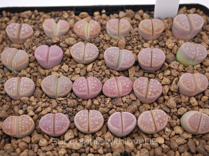 Lithops olivacea v. olivacea | pink & orange Lithops | Lithops Living Stone | Lebender Stein