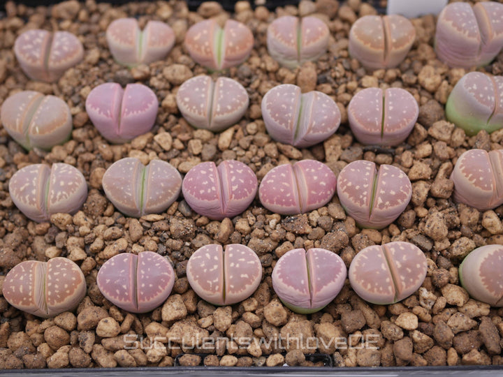 Lithops olivacea v. olivacea | pink & orange Lithops | Lithops Living Stone | Lebender Stein