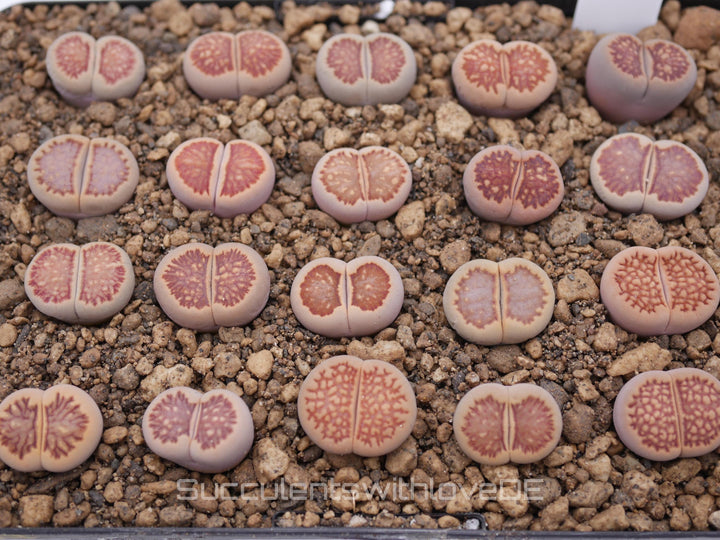 Lithops 'Kikusiyo Giyoku' | Lithops Living Stone | Lebender Stein