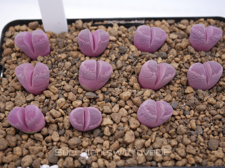 Lithops optica 'Rubra' | Lithops Living Stone | Lebender Stein