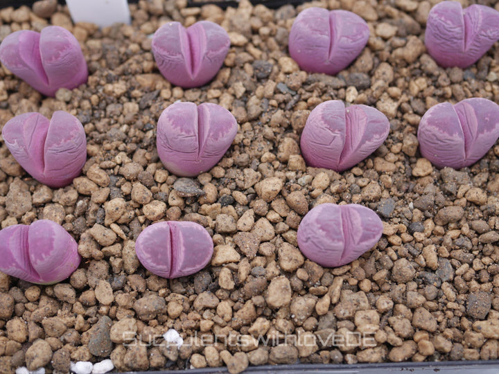 Lithops optica 'Rubra' | Lithops Living Stone | Lebender Stein