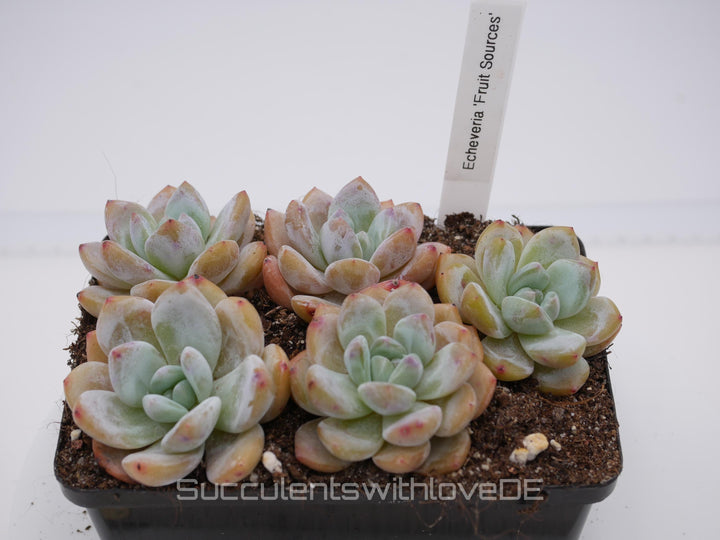 Echeveria 'Fruit Sources' - schöne und seltene Sukkulente - Sukkulente - Pflanze