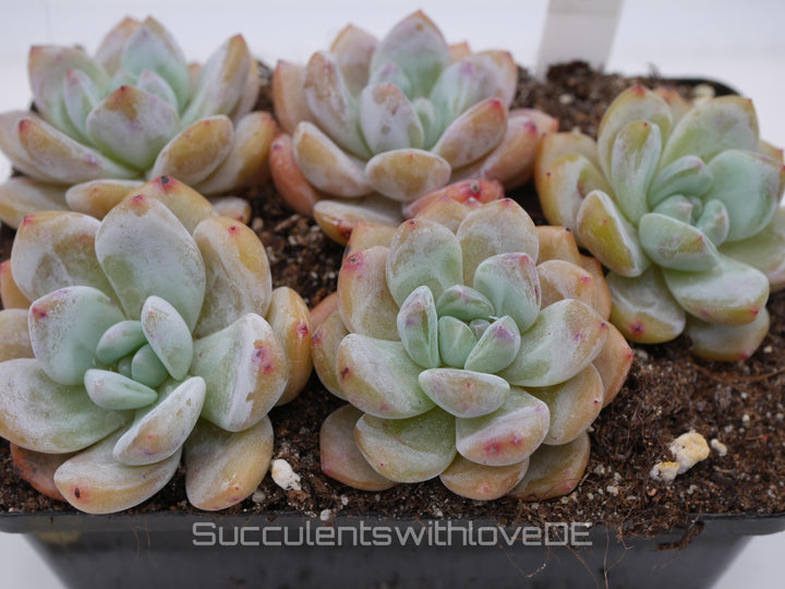 Echeveria 'Fruit Sources' - schöne und seltene Sukkulente - Sukkulente - Pflanze