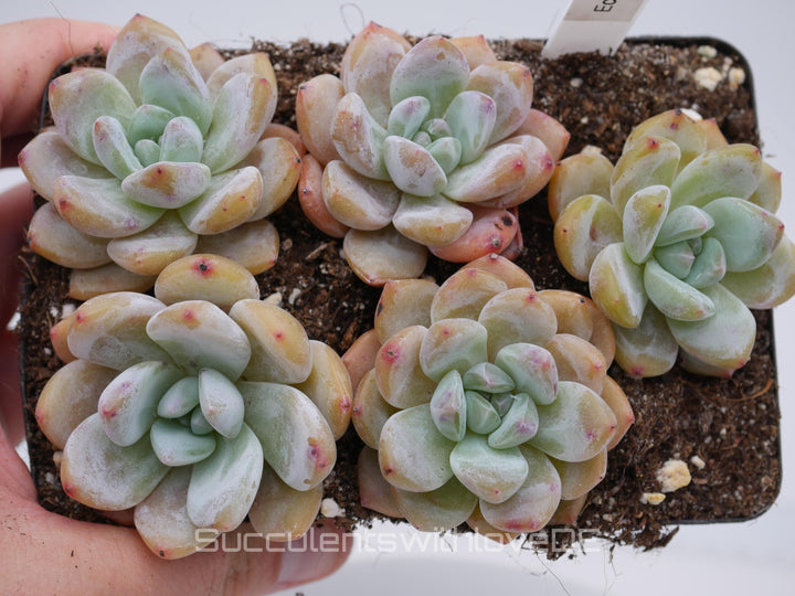 Echeveria 'Fruit Sources' - schöne und seltene Sukkulente - Sukkulente - Pflanze