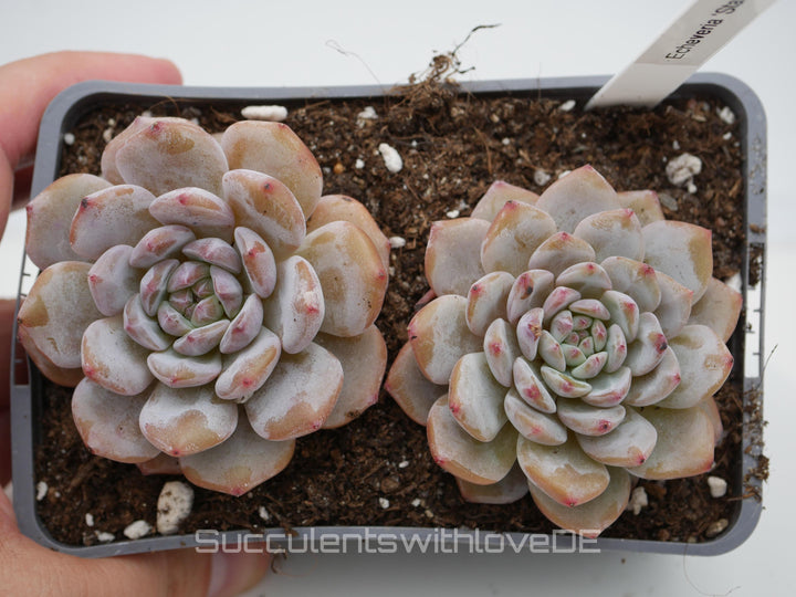 Echeveria 'Star Orange' - schöne und seltene Sukkulente - Sukkulente - Pflanze