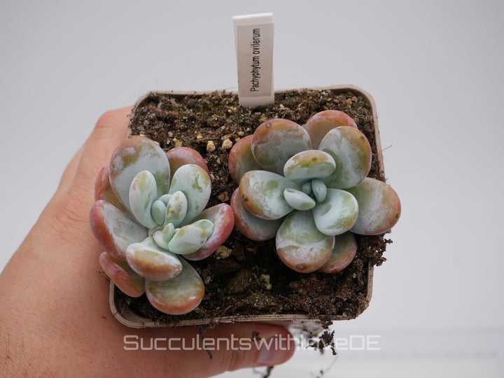 Pachyphytum oviferum - schöne und seltene Sukkulente - Vermehrungsblatt oder Pflanze